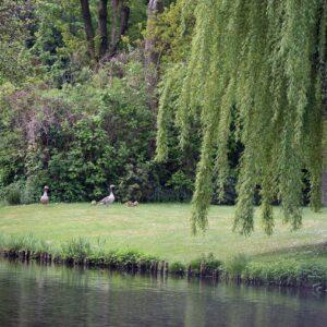 Weeping willows tree