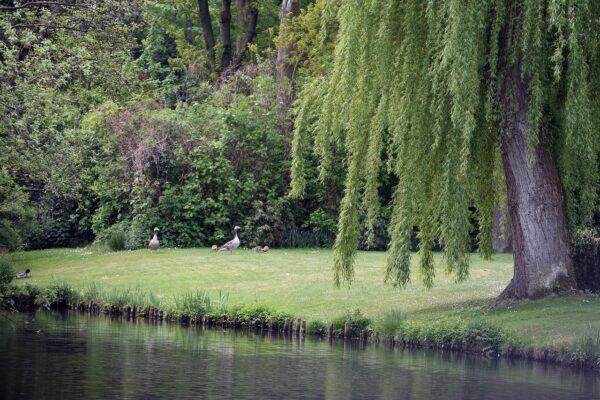 Weeping willows tree