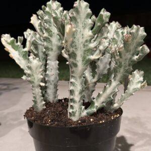 White Ghost Cactus - Euphorbia Lactea variegate