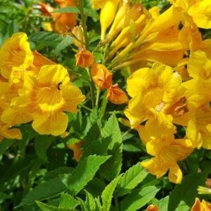 Yellow Tecoma