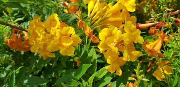 Yellow Tecoma