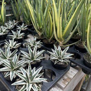 agave white rhino
