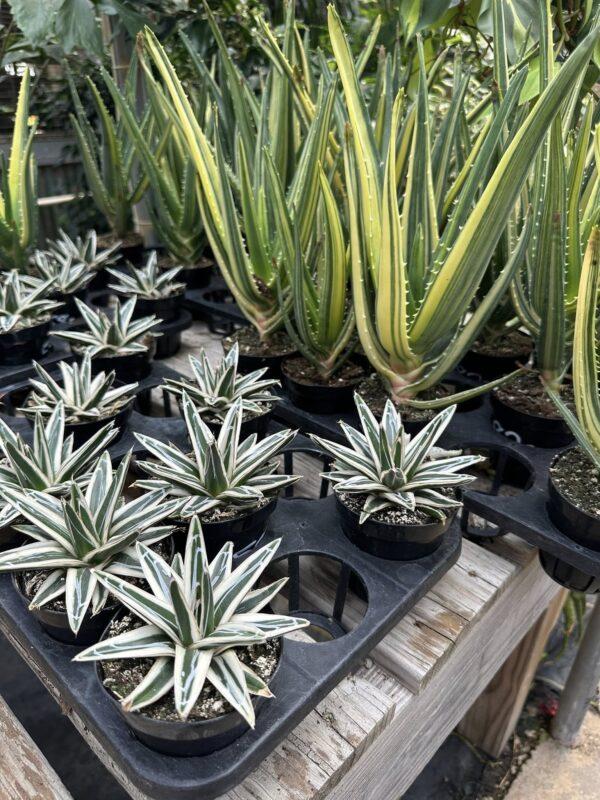 agave white rhino