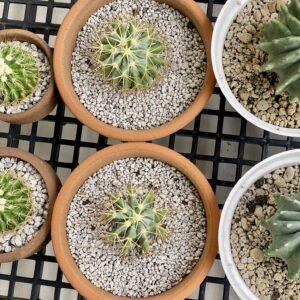blue barell cactus
