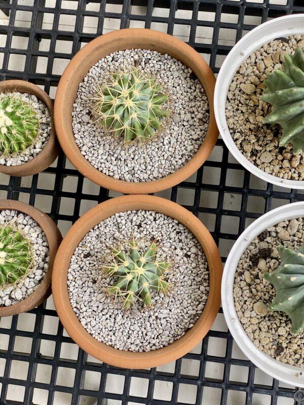 blue barell cactus