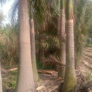 bootle palm