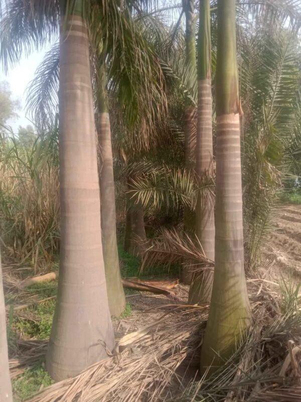 bootle palm