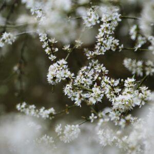 cassia fistula white shower tree