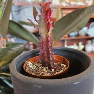 Devil milk tree