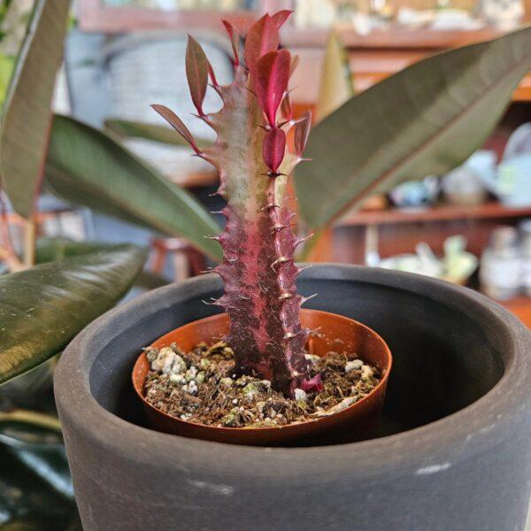 Devil milk tree