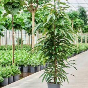 ficus amstel