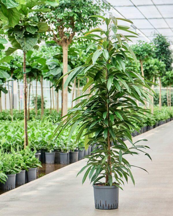 ficus amstel