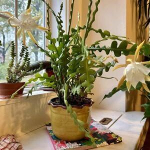 fishbone cactus