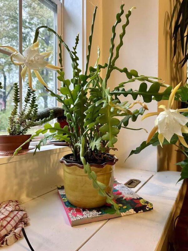 fishbone cactus