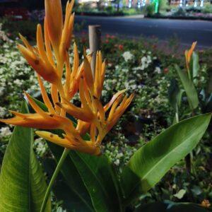 heliconia