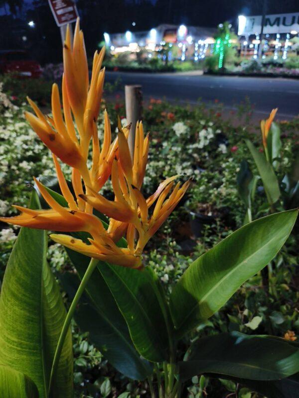 heliconia