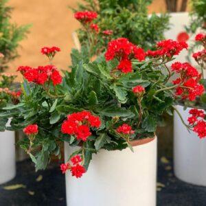 kalanchoe Widow's-thrill plant