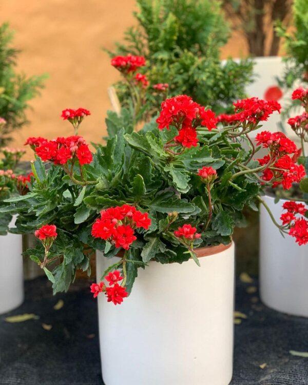 kalanchoe Widow's-thrill plant