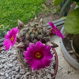 Mammillaria Bartschella