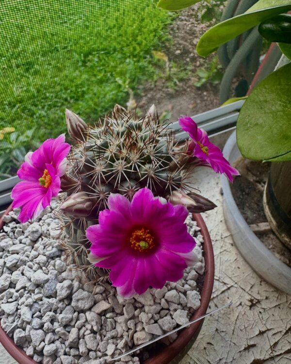 Mammillaria Bartschella