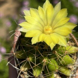 mammillaria longimamma