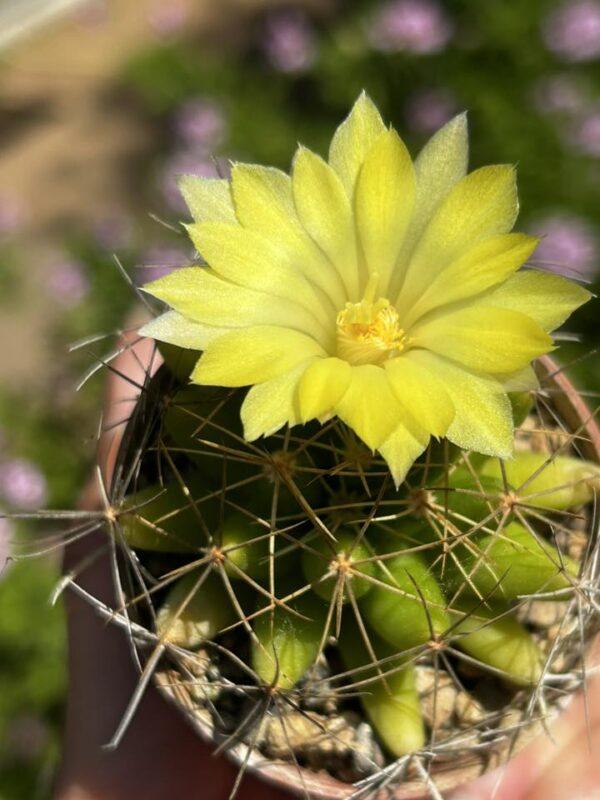 mammillaria longimamma