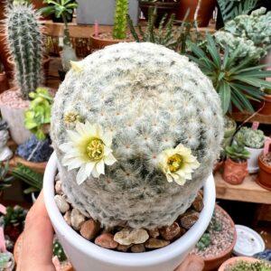 mammillaria plumosa