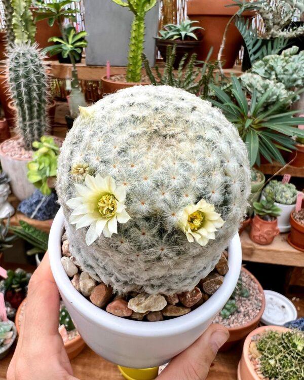 mammillaria plumosa