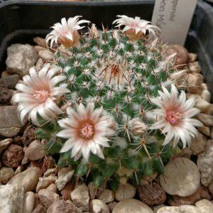 mammillaria sempervivi