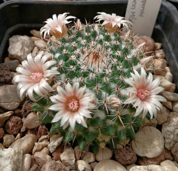 mammillaria sempervivi