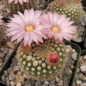 notocactus gutierrezii