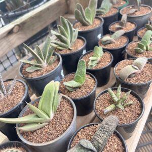 ox-tongue plant