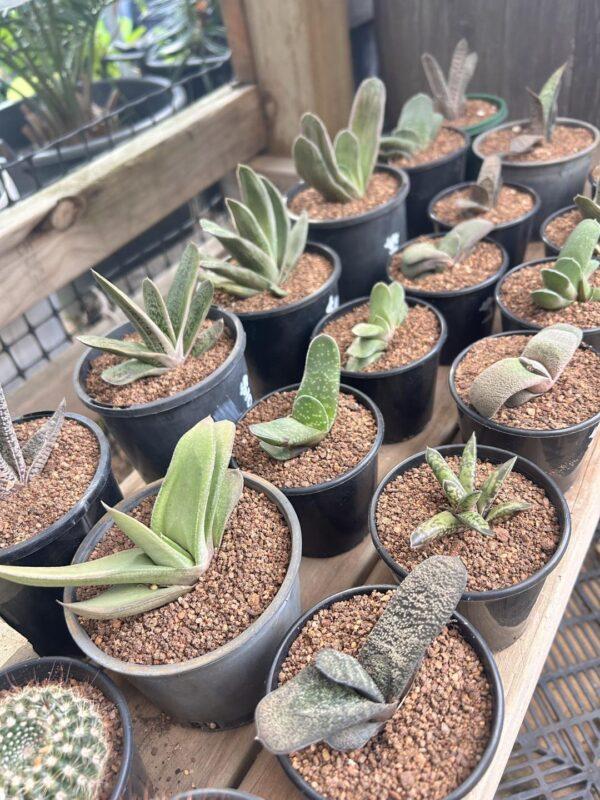 ox-tongue plant