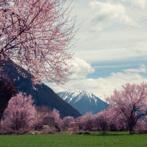 peach blossom tree