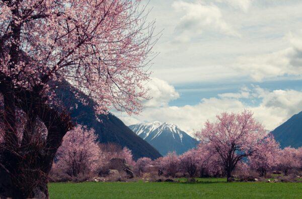 peach blossom tree