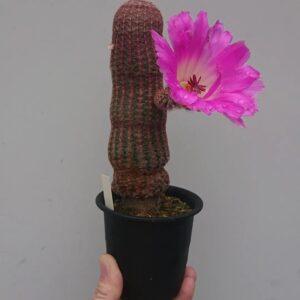 rainbow cactus