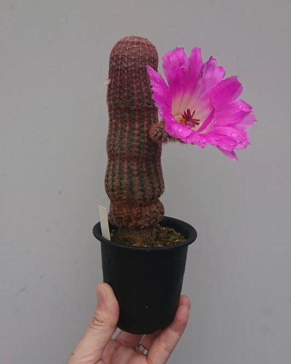 rainbow cactus