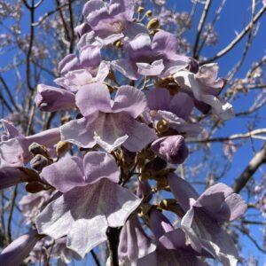 royal empress tree (paulownia tomentosa)