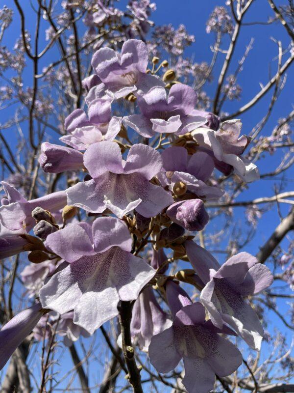 royal empress tree (paulownia tomentosa)