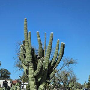 saguaro cactus