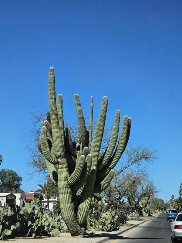 saguaro cactus
