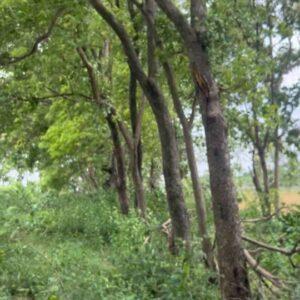 sandalwood white