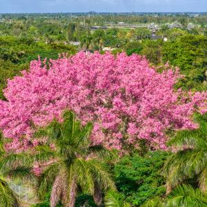 silk floss tree