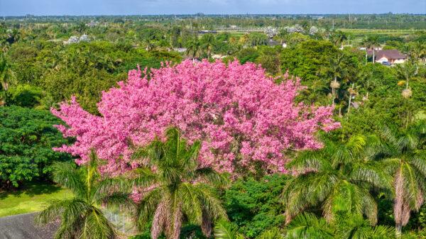silk floss tree