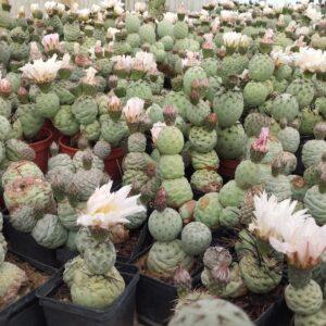 tephrocactus geometricus