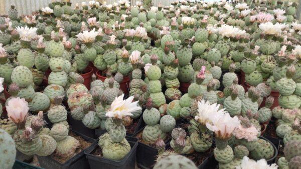 tephrocactus geometricus