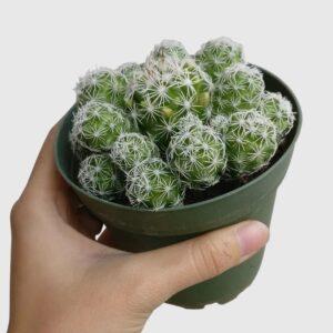 thimble cactus