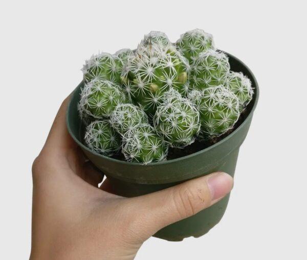 thimble cactus
