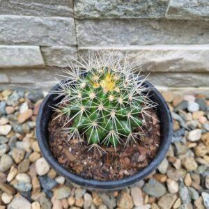white barrel cactus