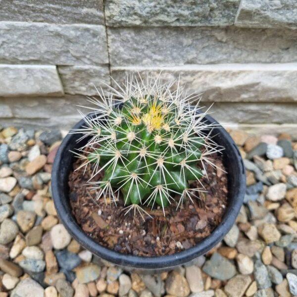 white barrel cactus